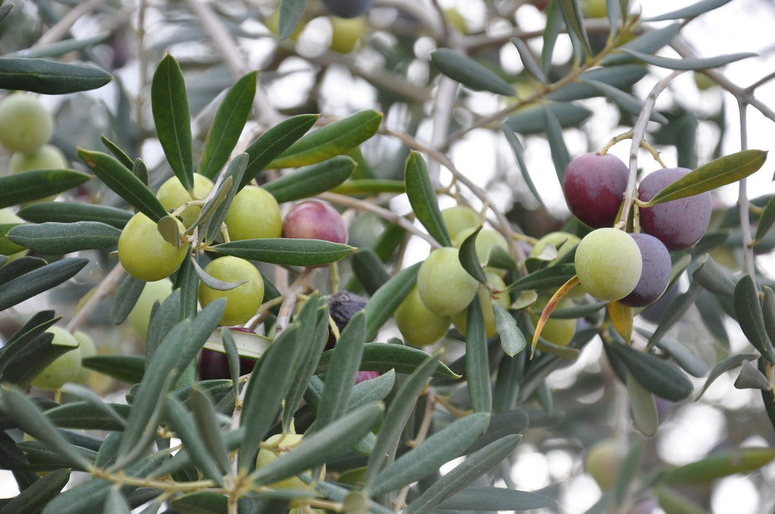 Il sapore amaro in un olio extravergine d'oliva è normale?