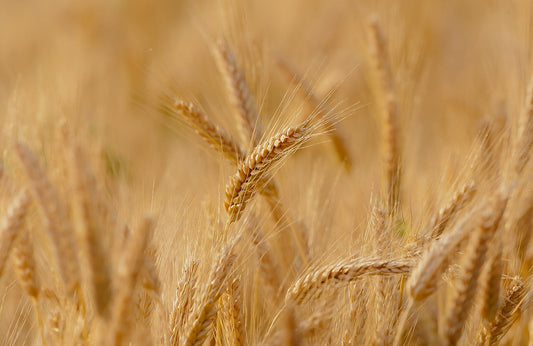 La coltivazione del grano in Italia, una storia antica e ricca.