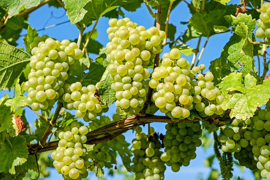 I grandi vitigni italiani - Chardonnay