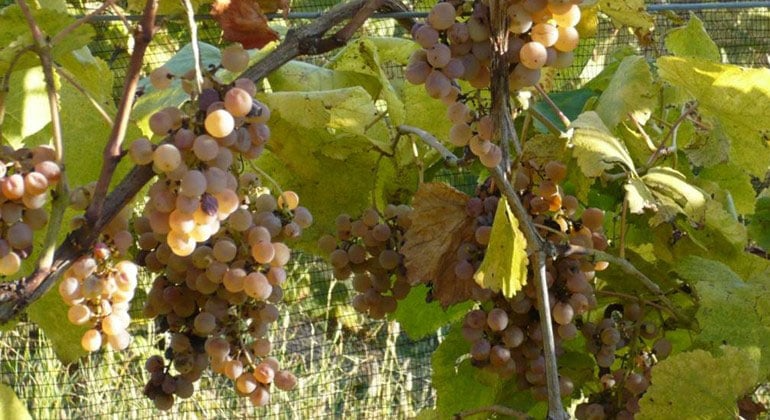 I grandi vitigni italiani - VERDUZZO FRIULANO